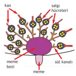 Süt Kan (2)-1