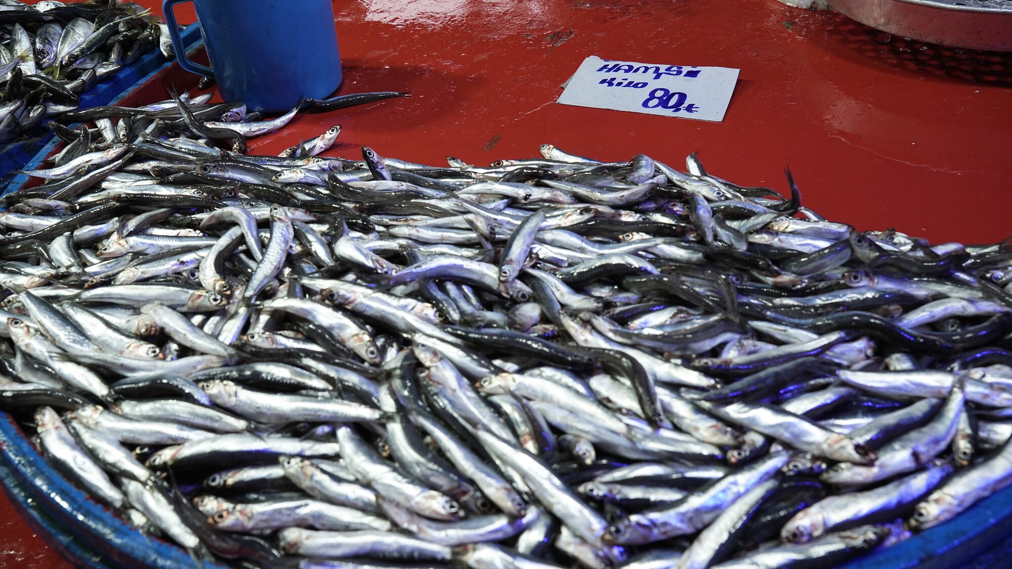 Genç Gazete Hava Koşulları Balık Fiyatlarını Etkiliyor, İşte Güncel Balık Fiyatları! (7)
