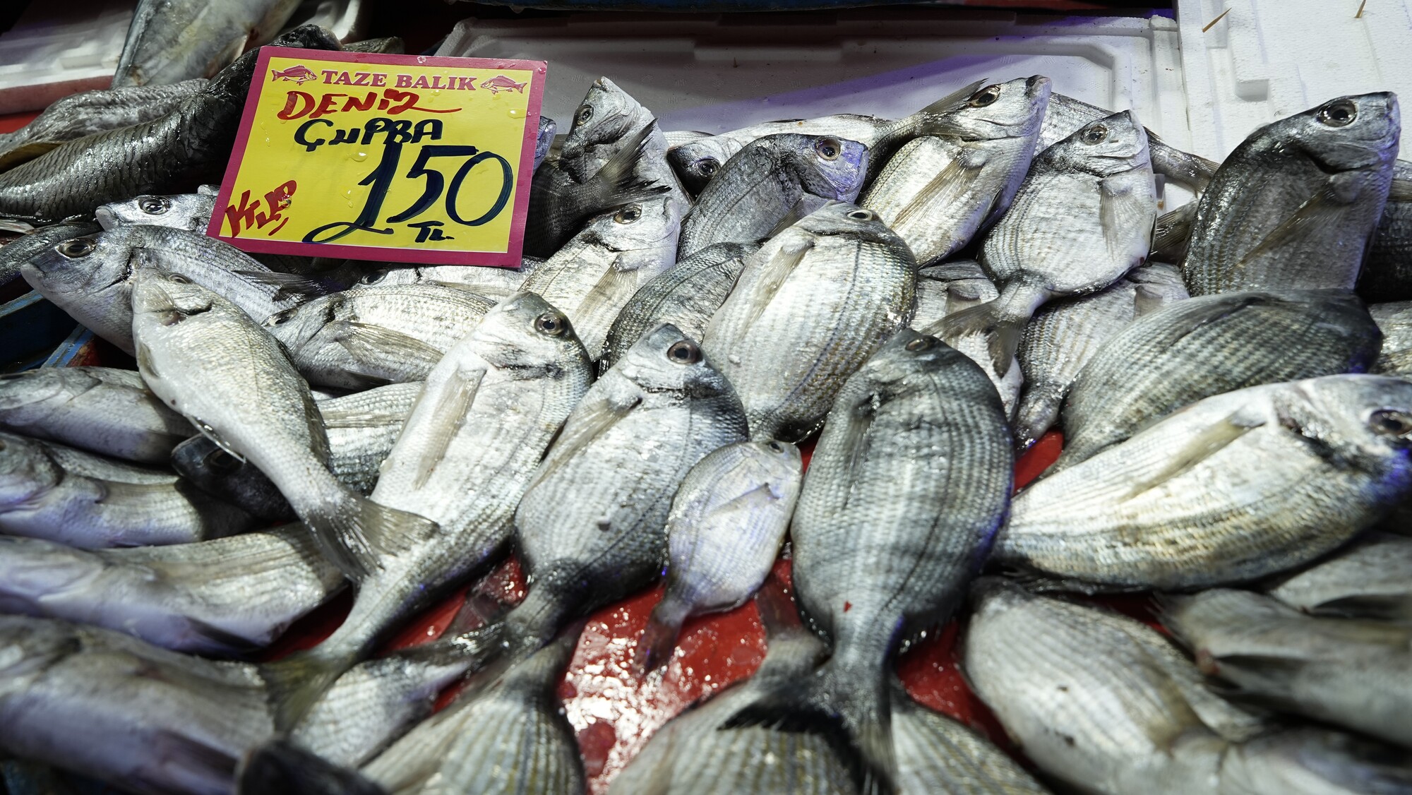 Genç Gazete Hava Koşulları Balık Fiyatlarını Etkiliyor, İşte Güncel Balık Fiyatları! (8)