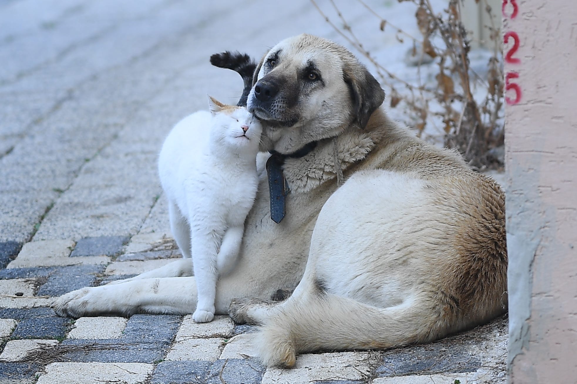 Bursa'da Kedi Ve Köpeğin Sıra Dışı Dostluğu 2