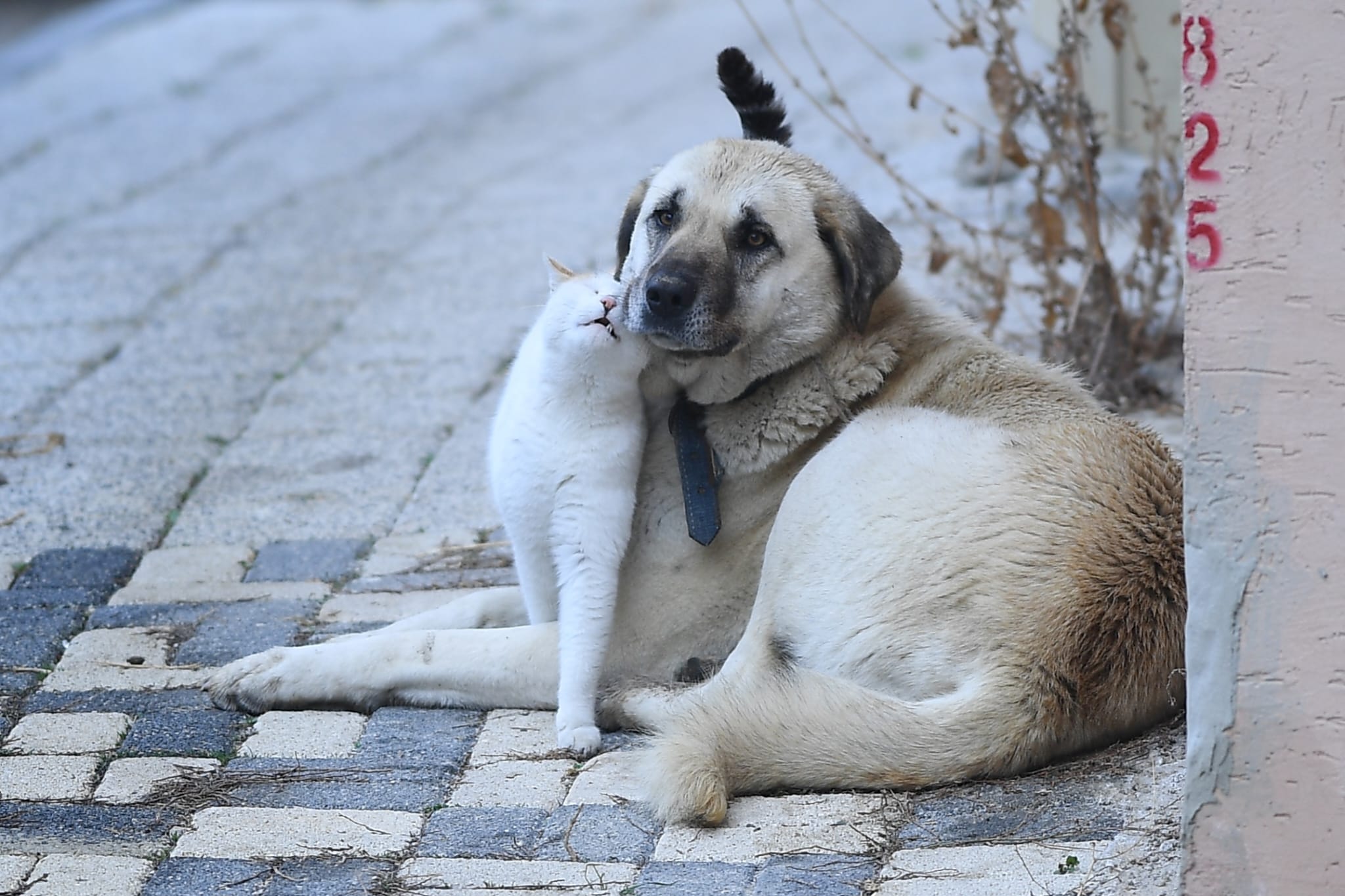 Bursa'da Kedi Ve Köpeğin Sıra Dışı Dostluğu 3