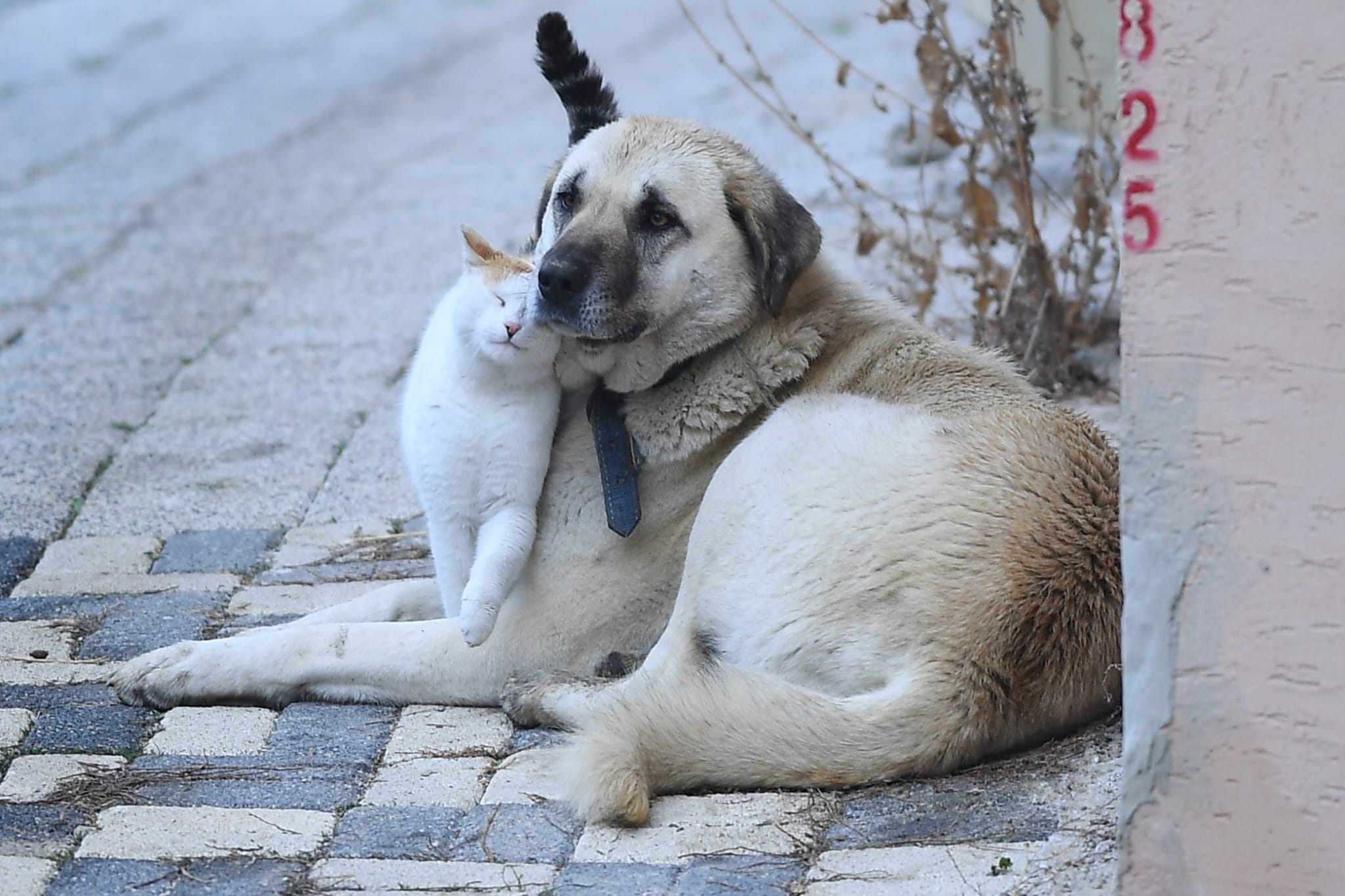 Bursa'da Kedi Ve Köpeğin Sıra Dışı Dostluğu 4