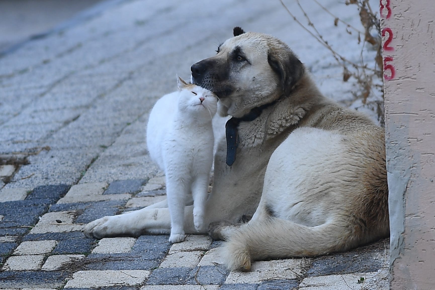 Bursa'da Kedi Ve Köpeğin Sıra Dışı Dostluğu 5