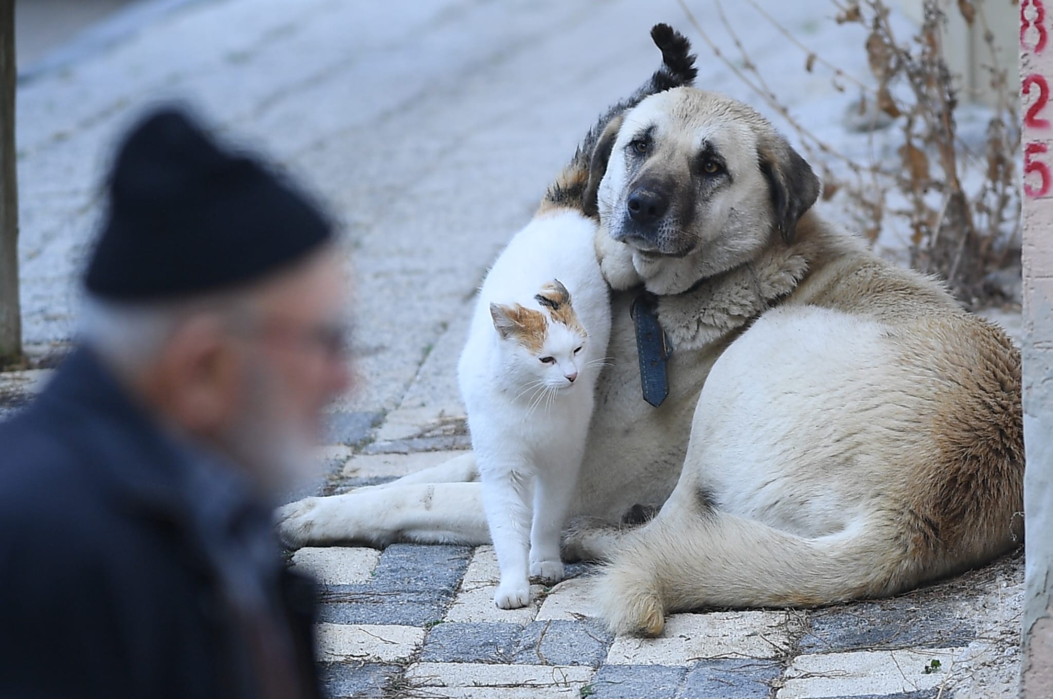 Bursa'da Kedi Ve Köpeğin Sıra Dışı Dostluğu