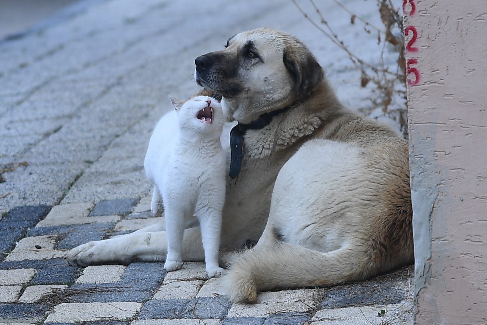 Bursa'da Kedi Ve Köpeğin Sıra Dışı Dostluğu6