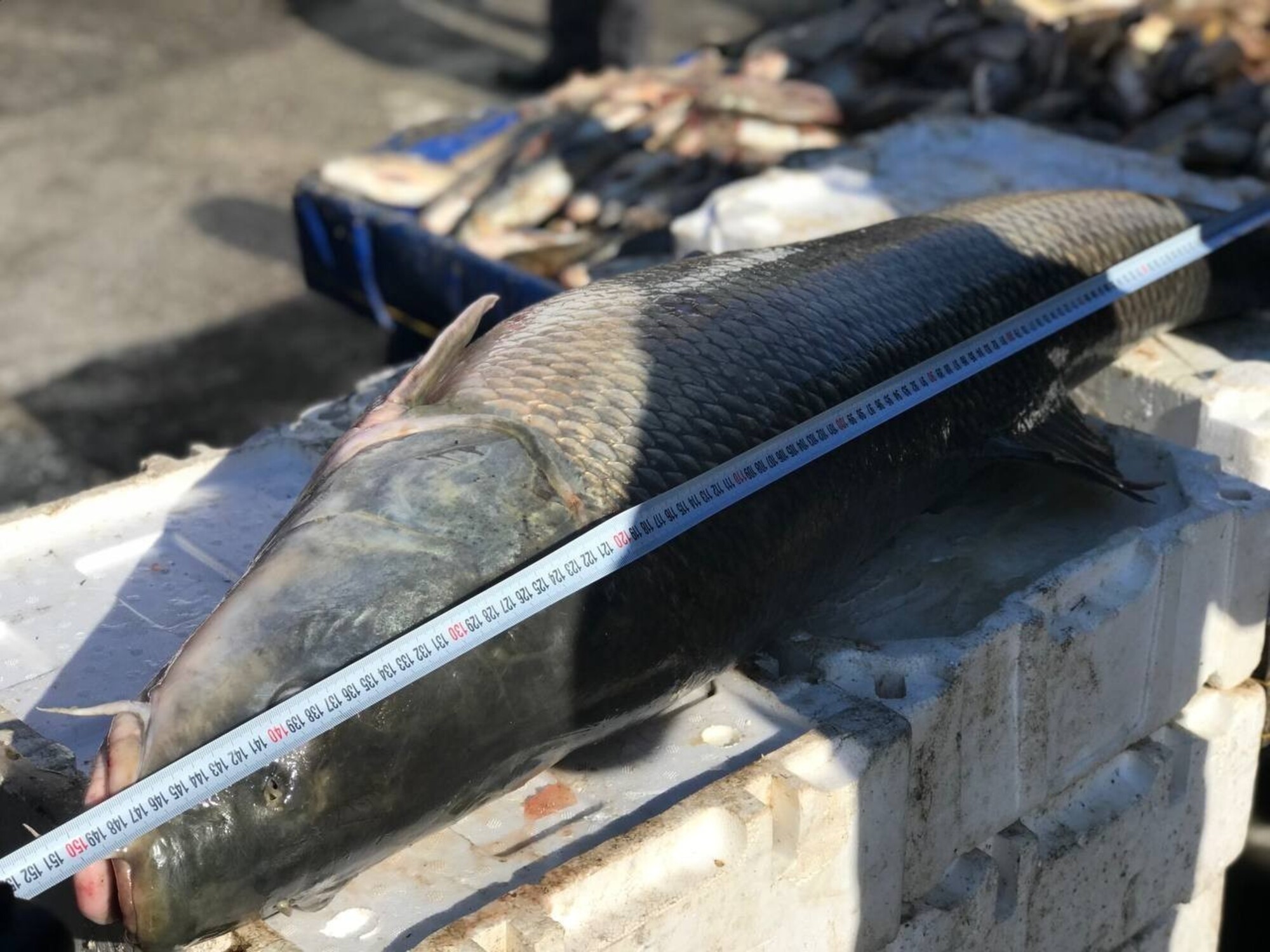 Genç Gazete Yakaladığı Dev Turna Balığını Satıyor; 33 Kilo  (10)