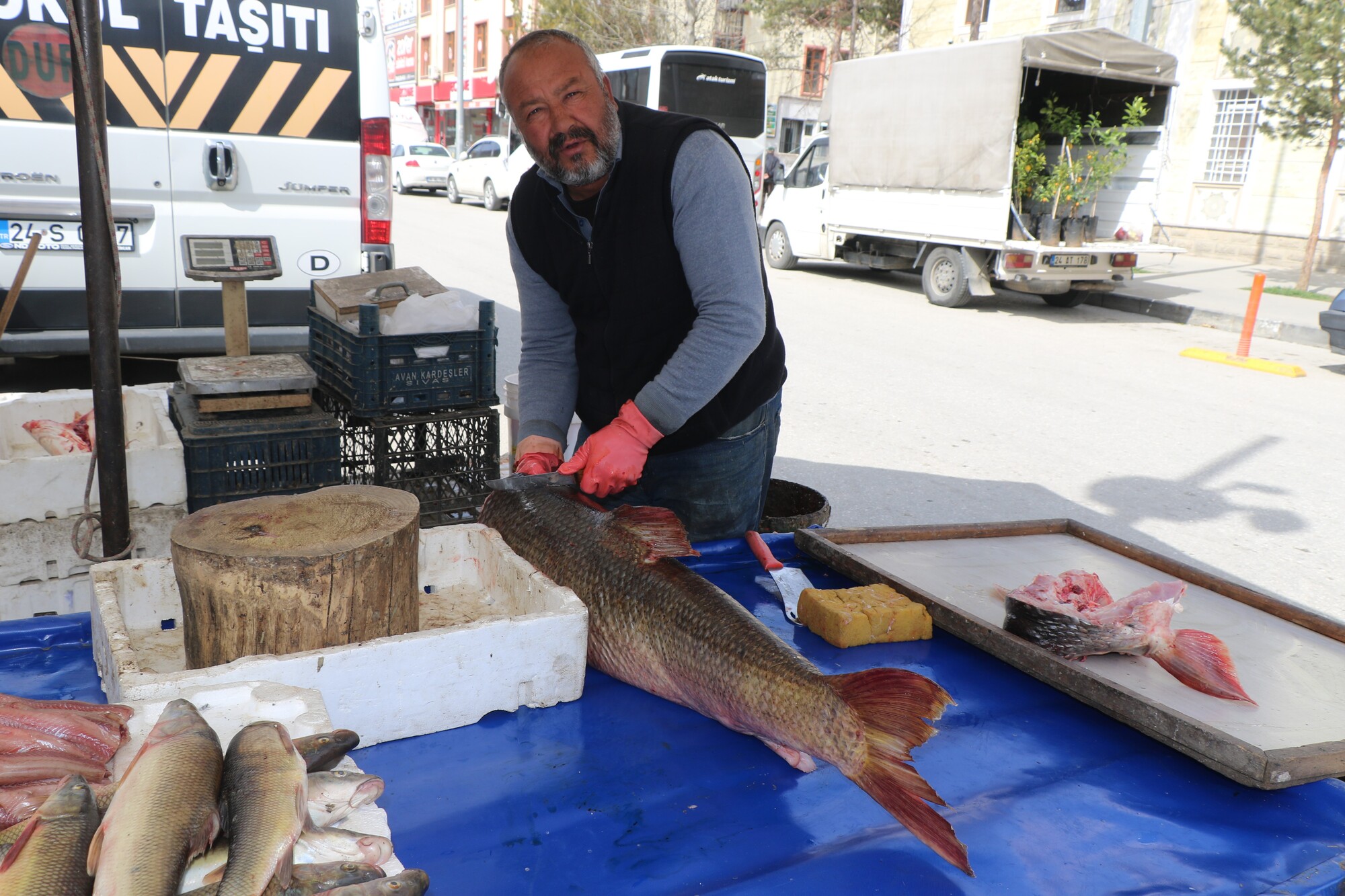 Genç Gazete Yakaladığı Dev Turna Balığını Satıyor; 33 Kilo  (7)
