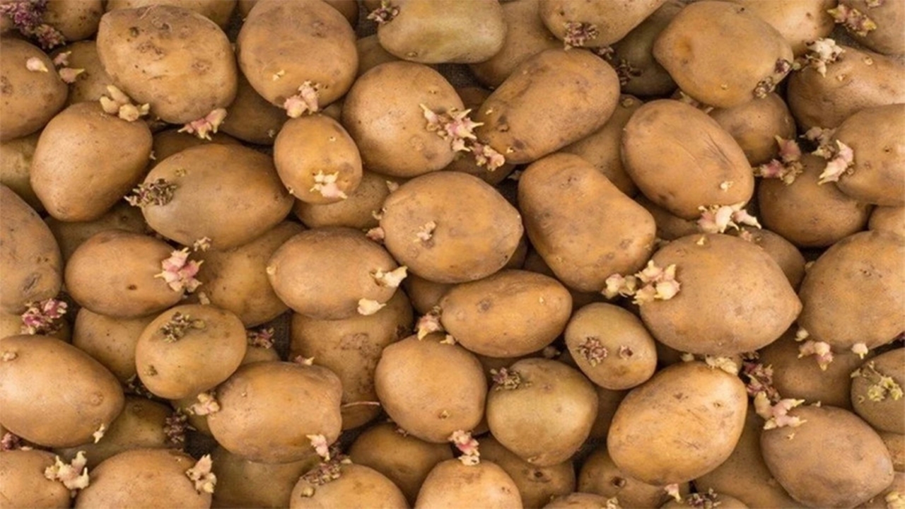 Patatesi filizlenmeden saklamanın formülü