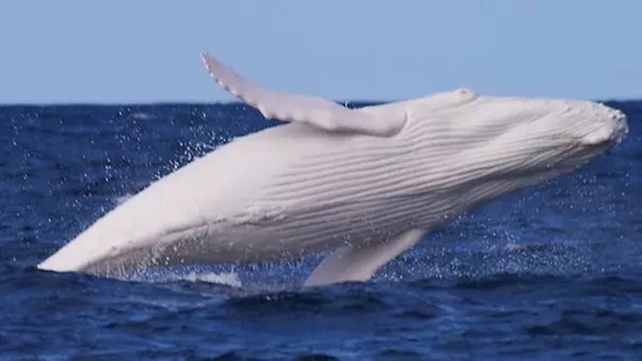 Balinalar Hakkında Sizi Şaşırtacak Gerçekler 