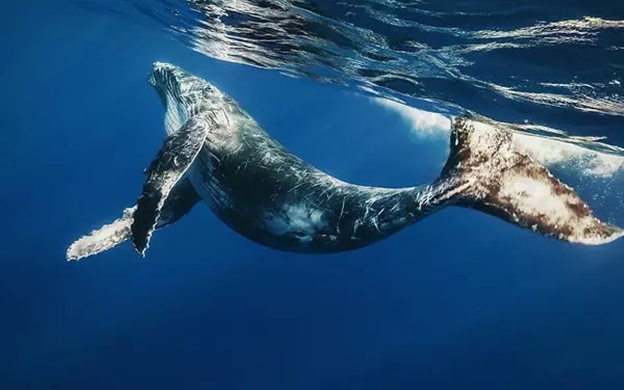Balinalar Hakkında Sizi Şaşırtacak Gerçekler 2