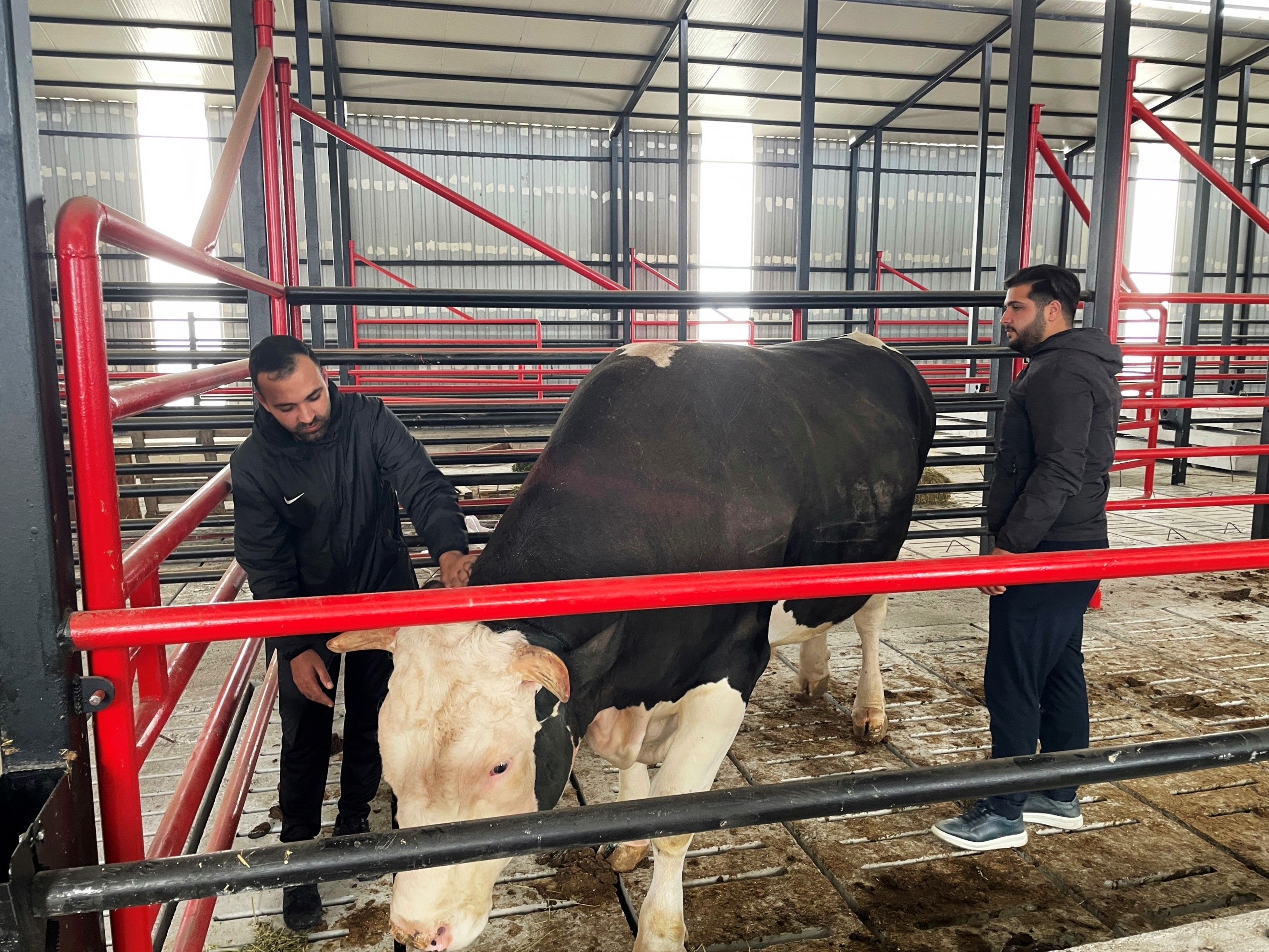 Bu Tosunun Fiyatı Da Ağırlığı Da Bir Otomobil Kadar (3)