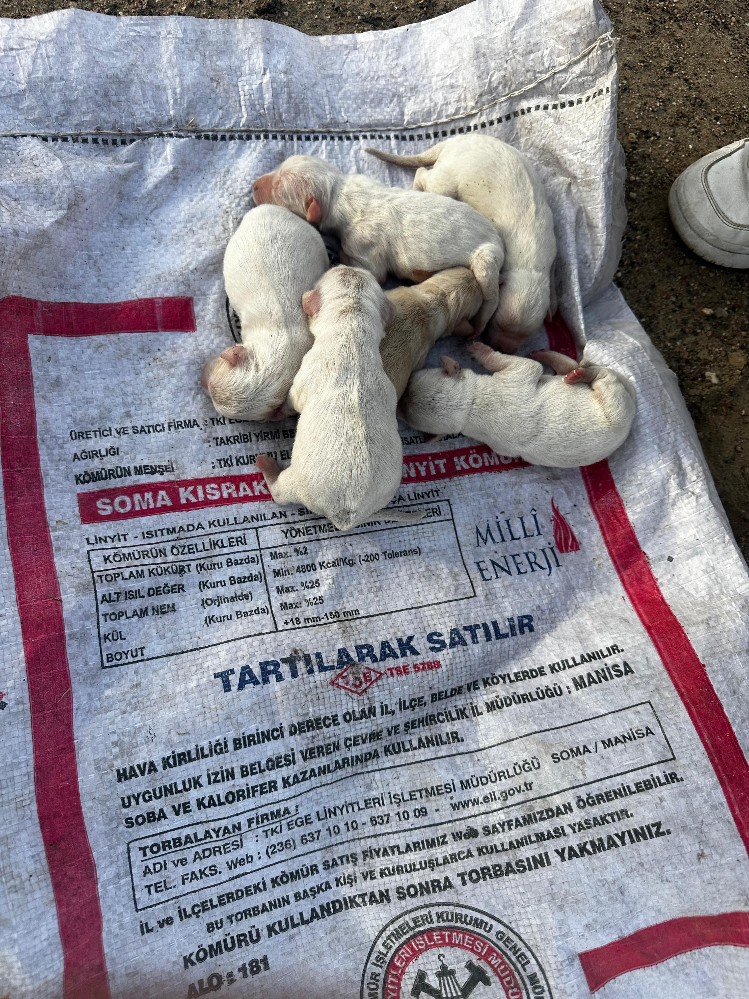 Çöp Konteynerine Atılan Çuvaldan 6 Köpek Yavrusu Çıktı (2)