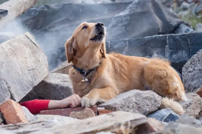 Depremi Önceden Sezebilen Bu Hayvanlara Kulak Verin! Köpek