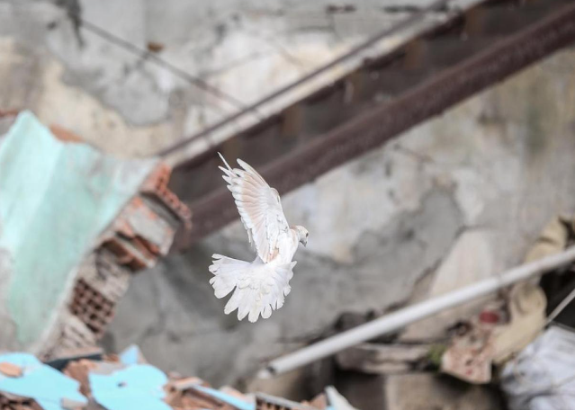 Depremi Önceden Sezebilen Bu Hayvanlara Kulak Verin Kuş