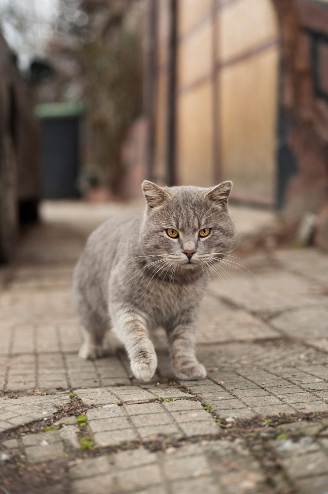 Genç Gazete Kediler Nasıl Hep Dört Ayak Üzerine Kedi (9)