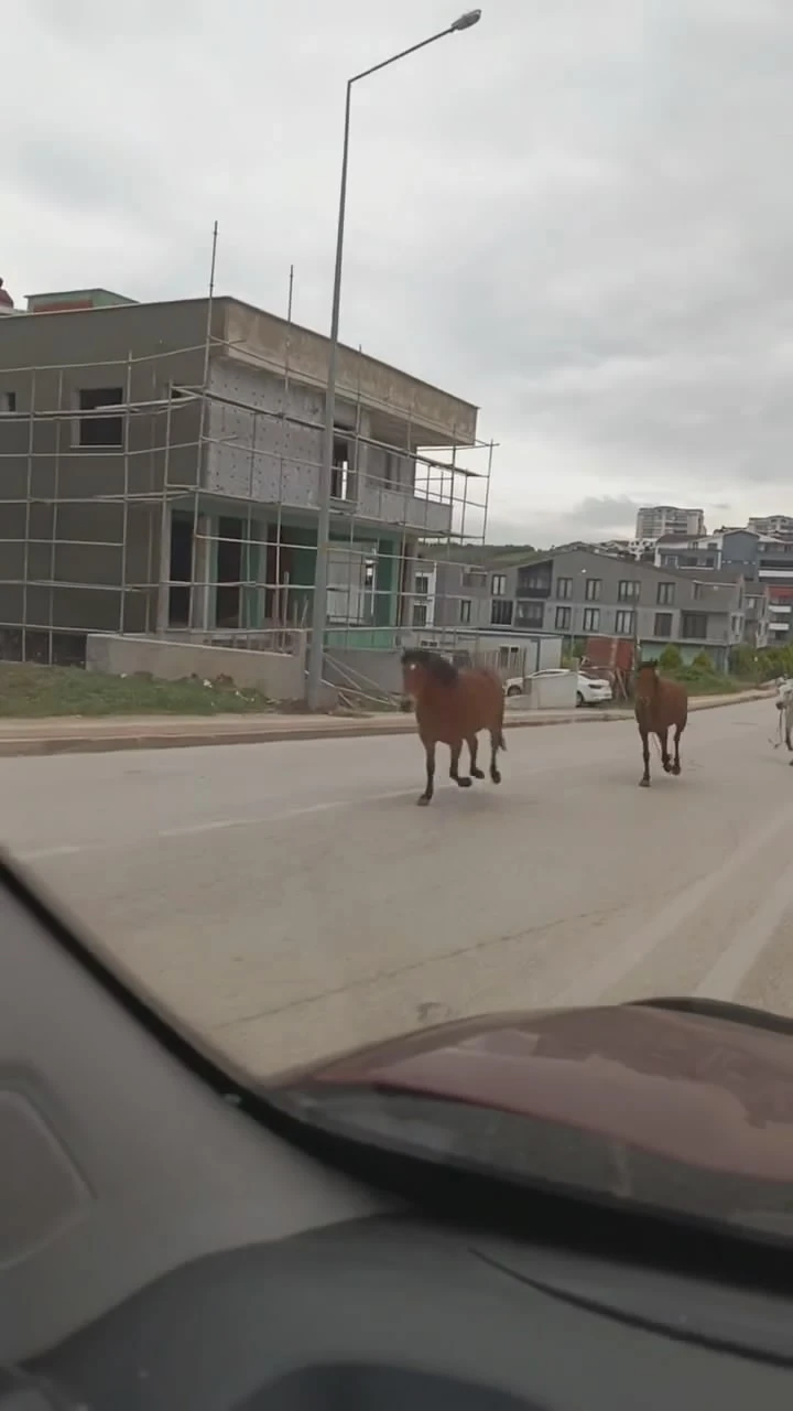 Genç Gazete Kent Merkezinde Başıboş Atlar Caddeyi Hipodroma Çevirdi1