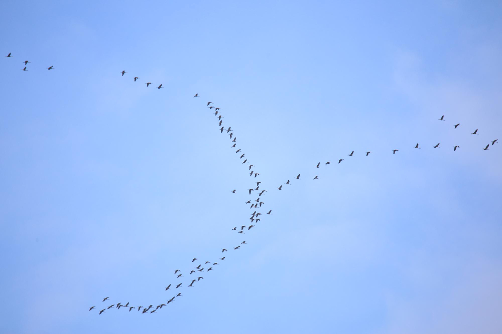 Genç Gazete Kuşlar V Kuşlar Toplu Halde Neden V Şeklinde Uçuyorlar (3)