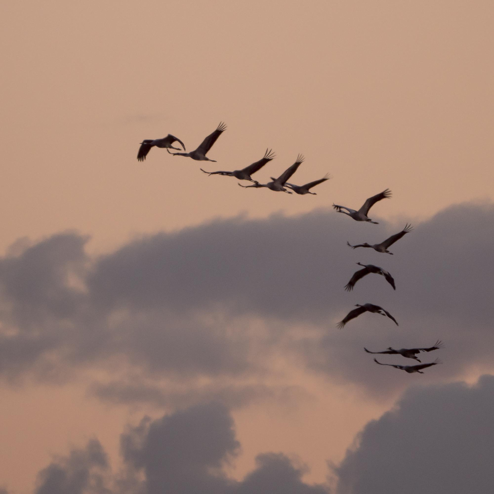 Genç Gazete Kuşlar V Kuşlar Toplu Halde Neden V Şeklinde Uçuyorlar (4)