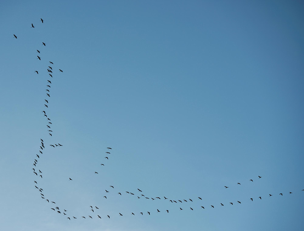 Genç Gazete Kuşlar V Kuşlar Toplu Halde Neden V Şeklinde Uçuyorlar (9)