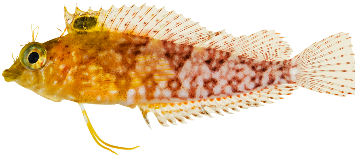 Genç Gazete Labrisomidae