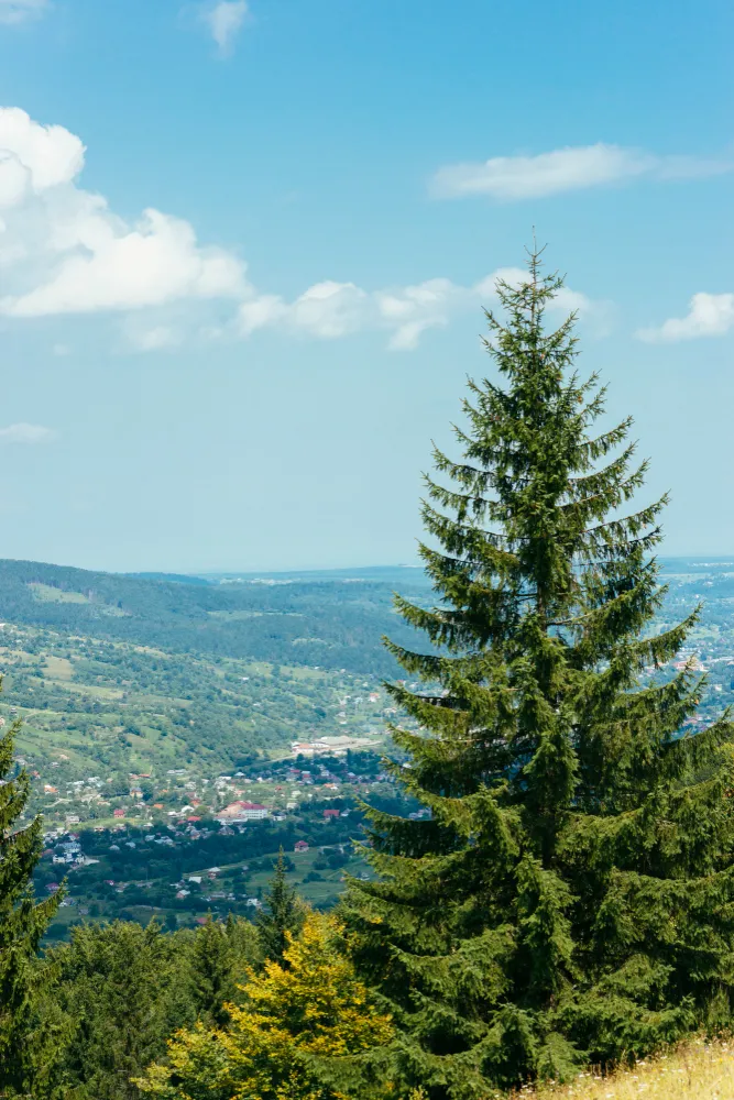 Genc Gazete Cam Agaci Cam Ormani Çam Dini Ruya Tabiri (11)