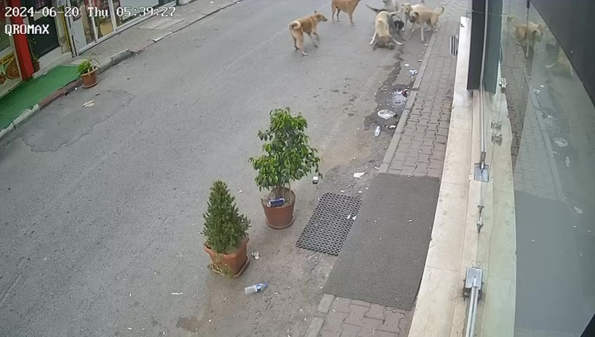 Genc Gazete Kopek Kedi Saldiri Sokak Hayvanlari (3)