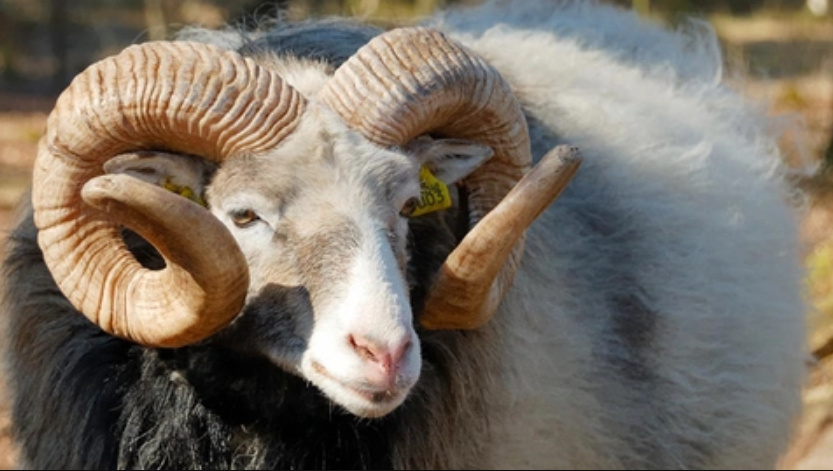 Kurban Bayramı Tatili 0876 Genç Gazete