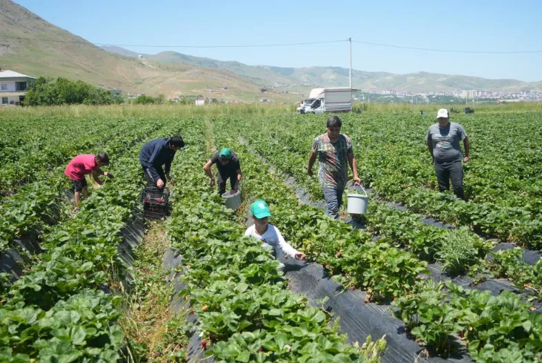 Muş'ta Üreticisinin Yüzünü Güldüren Hasat! Ekonomiye 1,5 Milyon Tl Katkı Sağlandı! (6)