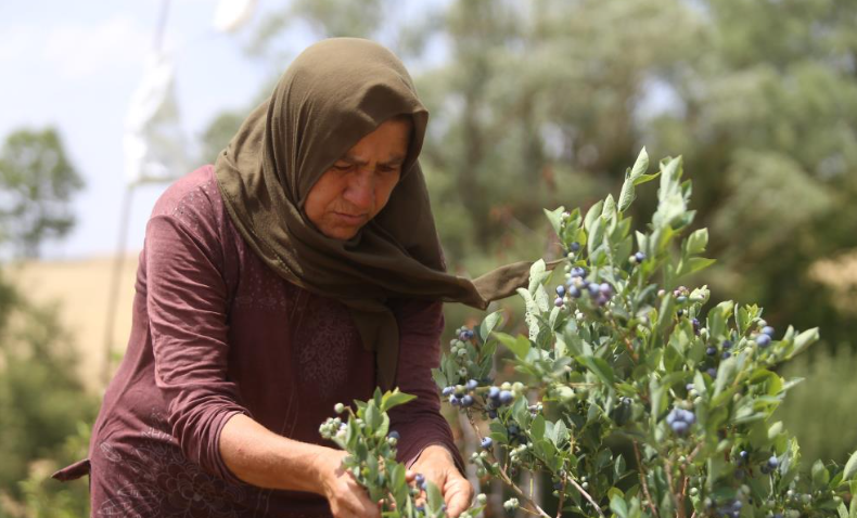 Bursa'da Yaban Mersini Hasadı Başladı Mavi Altın Dünya Pazarına Açılıyor! (3)