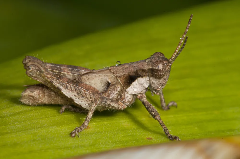 Genc Gazete Rüyada Çekirge Görmek Grasshopper (2)