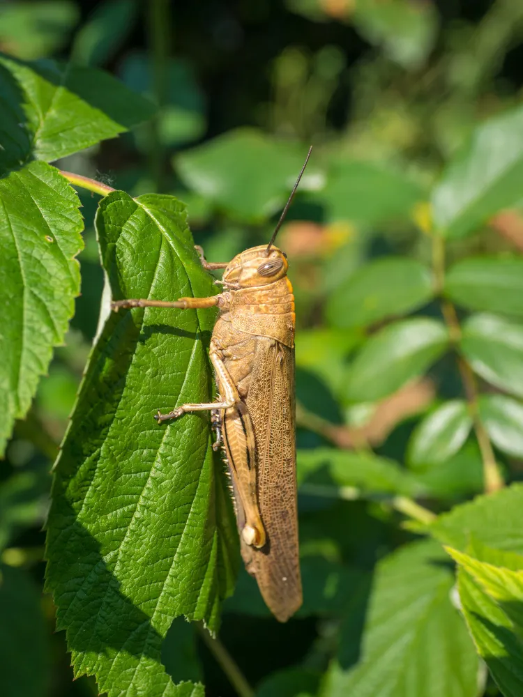 Genc Gazete Rüyada Çekirge Görmek Grasshopper (3)