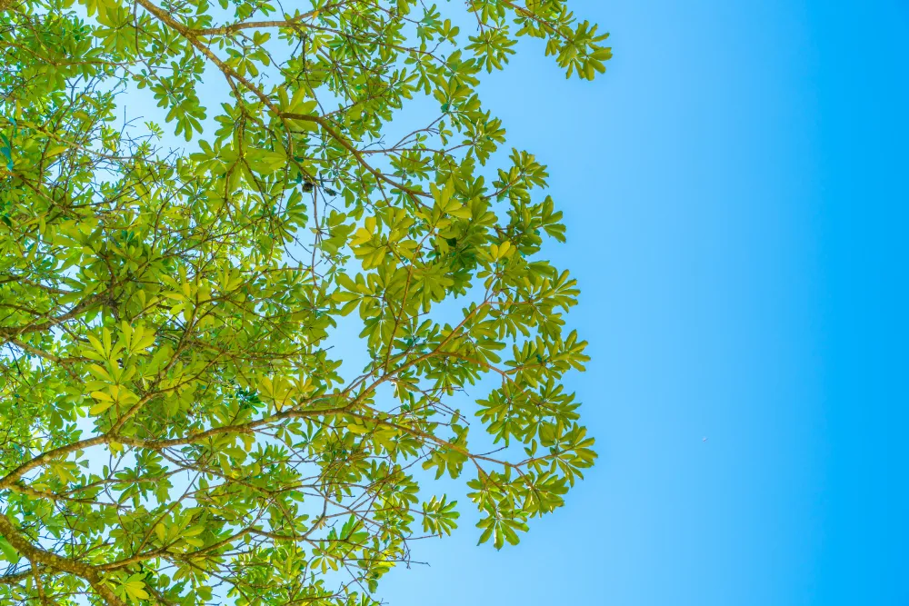 Genc Gazete Rüyada Çınar Görmek Plane Tree(3)