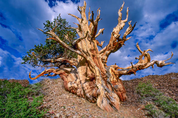 Bristlecone Çamı