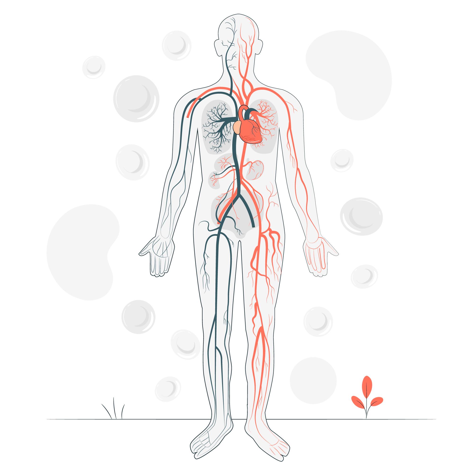 Genc Gazete Ruyada Damarlar Ve Sinirler Veins And Nerves (7)