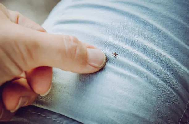 Kene Tehlikesi Artıyor! Küresel Isınmanın Yeni Tehdidi Keneler! (6)