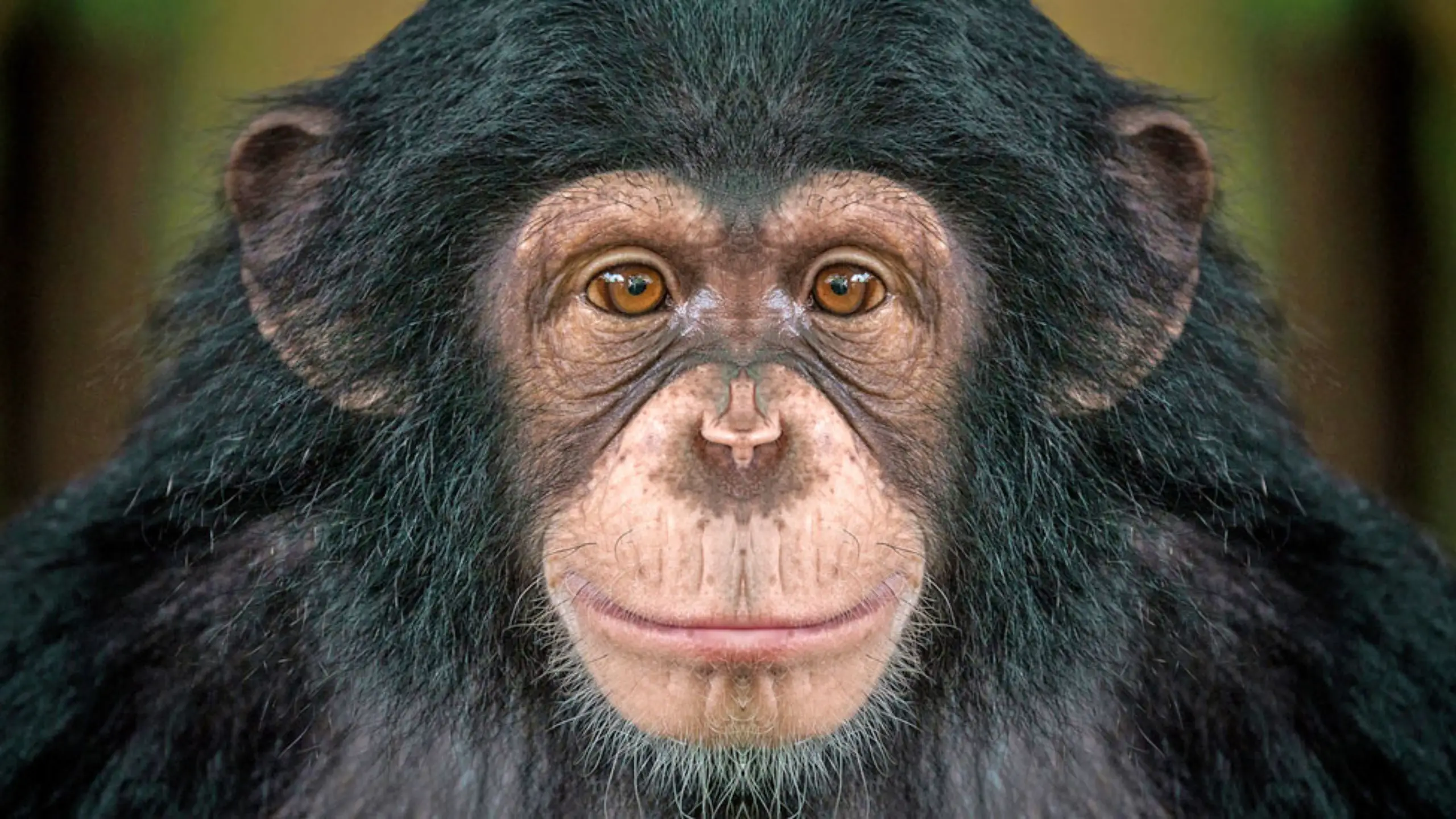 107899600 Chimp1 Gencgazete