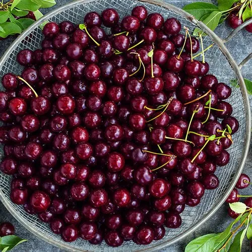 Bursa’dan Dünyaya Yayılan O Meşhur Kirazın Adını Yanlış Biliyorsunuz! (3)