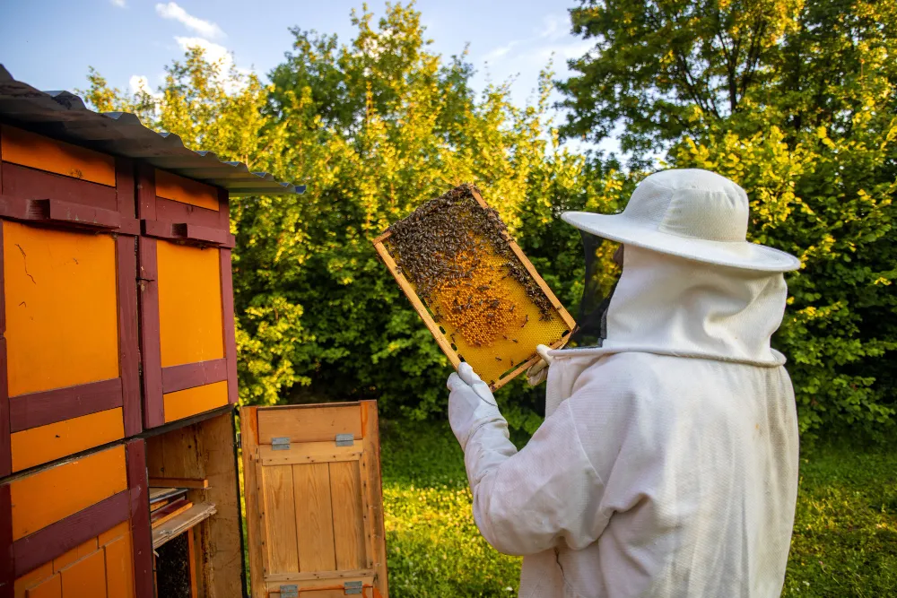 Genc Gazete Arılar Balı Kime Yapıyorlar İşte Arılar Hakkında Ilginç Bilgiler Arılar Ve Bal Bee And Honey (20)