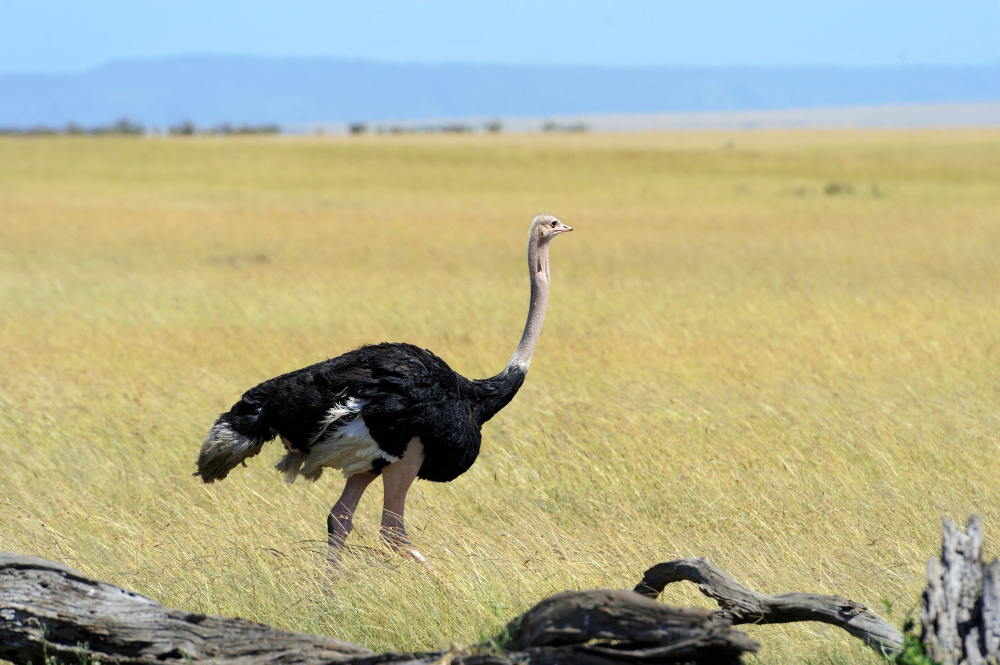 Genc Gazete Devekuşları Gerçekten Başlarını Kuma Mı Gömüyorlar İşte Devekuşları Ostrich (1)