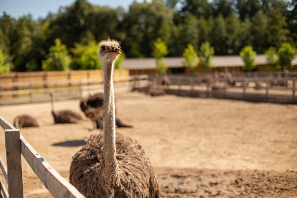 Genc Gazete Devekuşları Gerçekten Başlarını Kuma Mı Gömüyorlar İşte Devekuşları Ostrich (10)