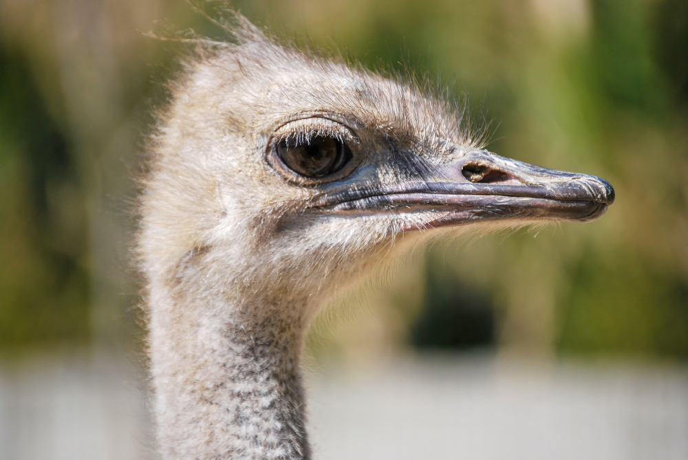 Genc Gazete Devekuşları Gerçekten Başlarını Kuma Mı Gömüyorlar İşte Devekuşları Ostrich (11)