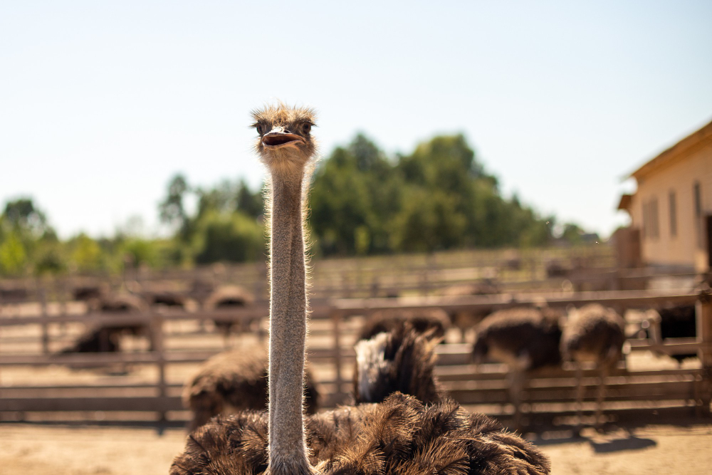 Genc Gazete Devekuşları Gerçekten Başlarını Kuma Mı Gömüyorlar İşte Devekuşları Ostrich (12)