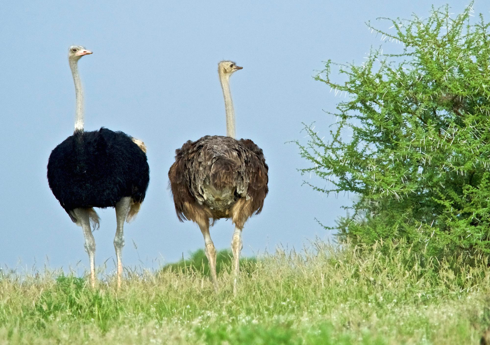 Genc Gazete Devekuşları Gerçekten Başlarını Kuma Mı Gömüyorlar İşte Devekuşları Ostrich (14)