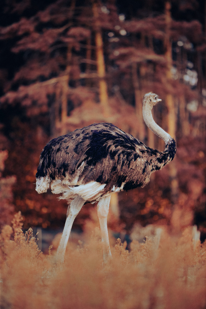 Genc Gazete Devekuşları Gerçekten Başlarını Kuma Mı Gömüyorlar İşte Devekuşları Ostrich (17)