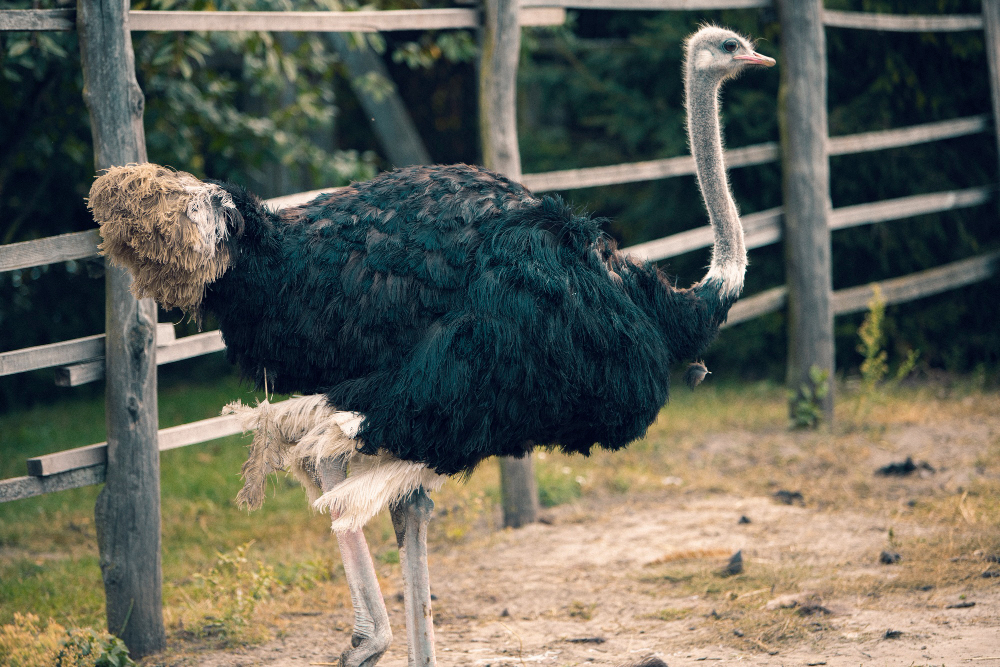 Genc Gazete Devekuşları Gerçekten Başlarını Kuma Mı Gömüyorlar İşte Devekuşları Ostrich (18)