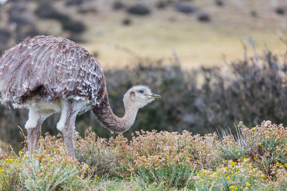 Genc Gazete Devekuşları Gerçekten Başlarını Kuma Mı Gömüyorlar İşte Devekuşları Ostrich (2)