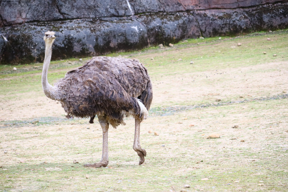 Genc Gazete Devekuşları Gerçekten Başlarını Kuma Mı Gömüyorlar İşte Devekuşları Ostrich (3)