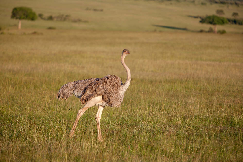 Genc Gazete Devekuşları Gerçekten Başlarını Kuma Mı Gömüyorlar İşte Devekuşları Ostrich (4)