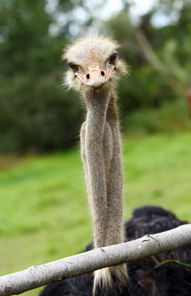 Genc Gazete Devekuşları Gerçekten Başlarını Kuma Mı Gömüyorlar İşte Devekuşları Ostrich (5)