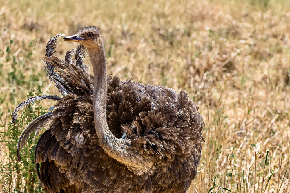 Genc Gazete Devekuşları Gerçekten Başlarını Kuma Mı Gömüyorlar İşte Devekuşları Ostrich (8)